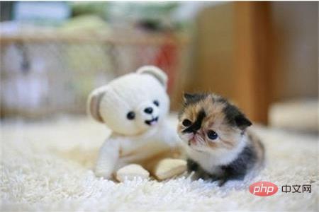 CSS3��������ͼƬ��ת