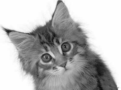 PS��ͼ�˾�knockout 2.0���أ�����ʹ�ý̳̣�  