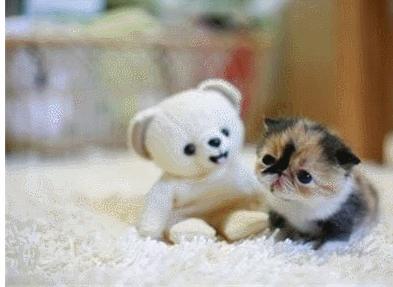 1543458287608188.gif GIF.gif